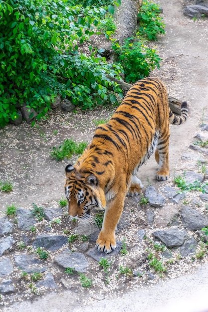 Un tigre grande y peligroso se cuela entre los matorrales Tigre acechando presa