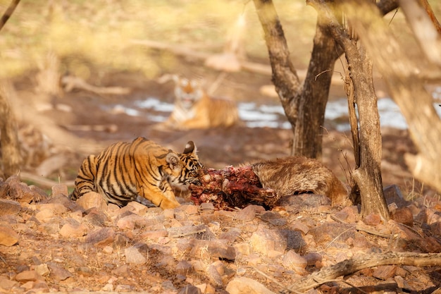 Tigre en el hábitat natural Tigre macho caminando cabeza en composición Escena de vida silvestre con animales peligrosos Verano caluroso en Rajasthan India Árboles secos con hermoso tigre indio Panthera tigris