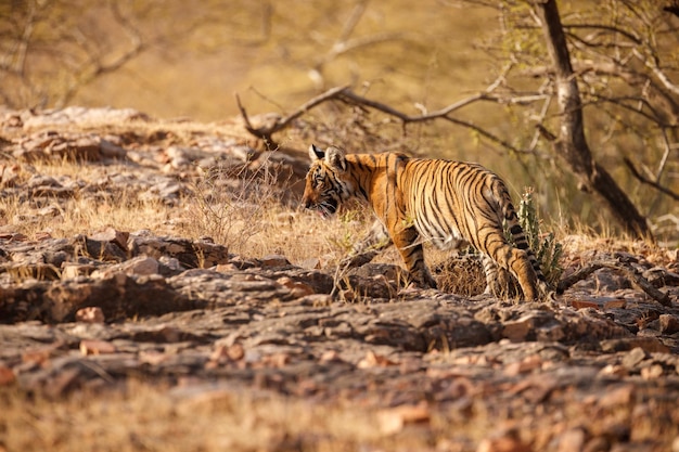 Tigre en el hábitat natural Tigre macho caminando cabeza en composición Escena de vida silvestre con animales peligrosos Verano caluroso en Rajasthan India Árboles secos con hermoso tigre indio Panthera tigris