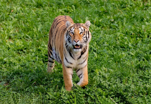 Tigre increíble
