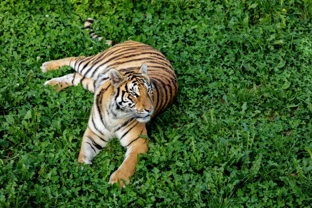 Tigre increíble