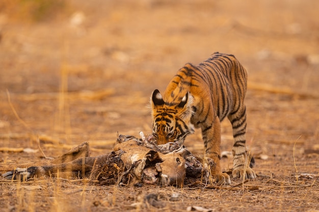 Tigre incrível no habitat natural. Pose do tigre durante a época da luz dourada. Cena de vida selvagem com animal de perigo. Verão quente na Índia. Área seca com belo tigre indiano