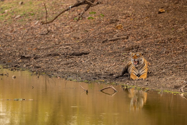 Tigre incrível no habitat natural. pose do tigre durante a época da luz dourada