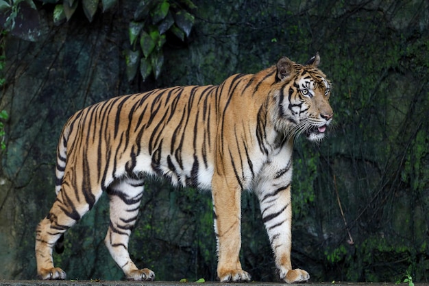 El tigre indochino de cerca es un animal hermoso y peligroso en el bosque