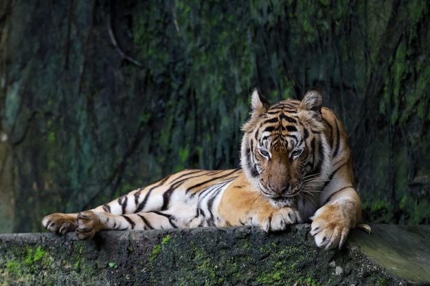 El tigre indochino de cerca es un animal hermoso y peligroso en el bosque