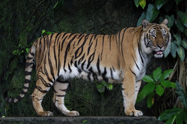 El tigre indochino de cerca es un animal hermoso y peligroso en el bosque