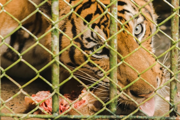 Foto un tigre en una jaula come pollo crudoxaxa