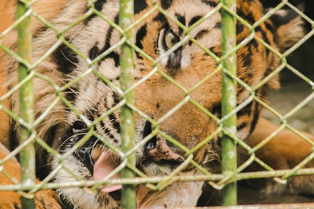 Un tigre en una jaula come pollo crudoxAxA