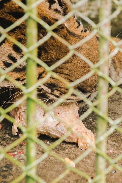 Un tigre en una jaula come pollo crudoxAxA