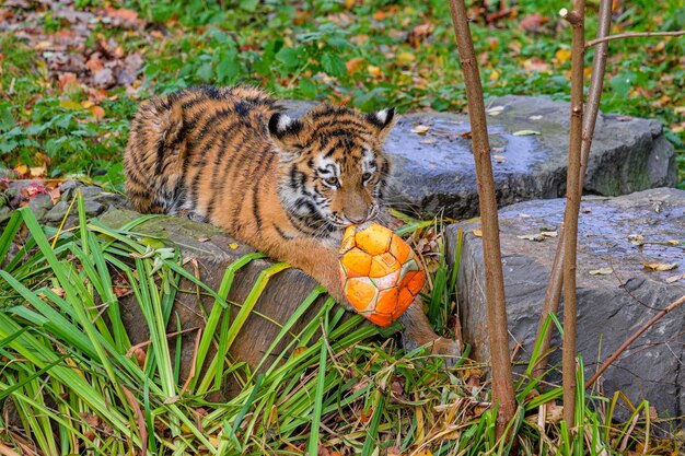 Tigre jovem se diverte jogando bola sem querer Tigre siberiano brincando com bola