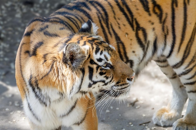 Tigre joven hermoso animal