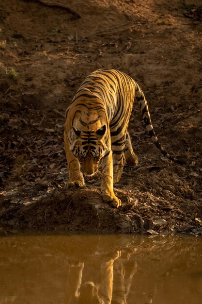 Foto tigre en el lago