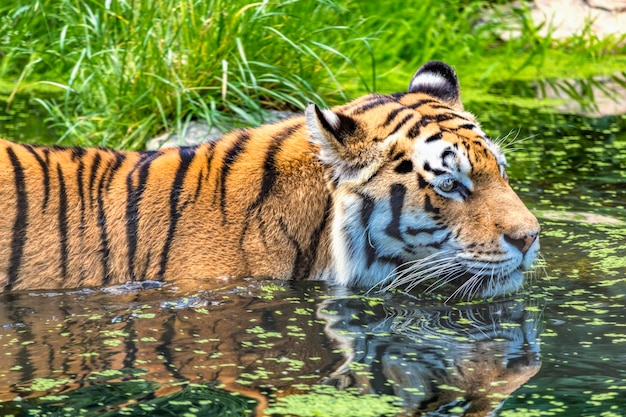 Foto tigre por lago