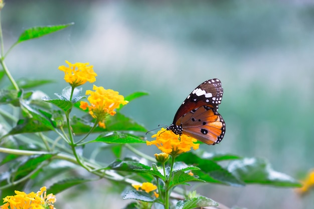 Tigre llano Danaus chrysippus butterfly alimentándose de las plantas de flores en el jardín