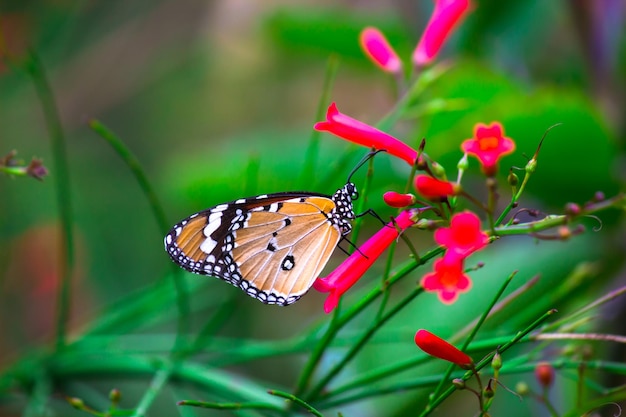 Tigre llano Danaus chrysippus butterfly bebiendo néctar de plantas de flores en su hábitat natural