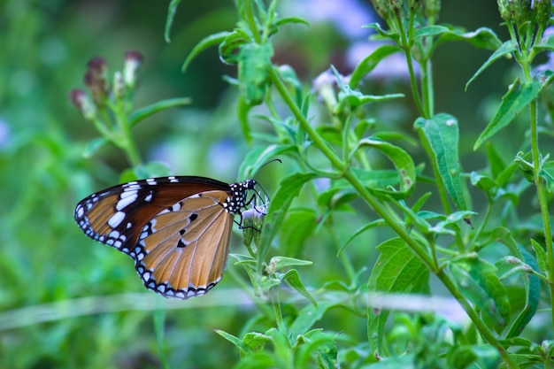 Tigre llano Danaus chrysippus butterfly bebiendo el néctar de las plantas de flores en su hábito natural