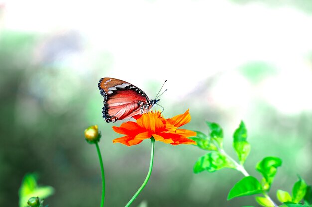 Foto tigre llano danaus chrysippus butterfly visitando flor en la naturaleza en un jardín público
