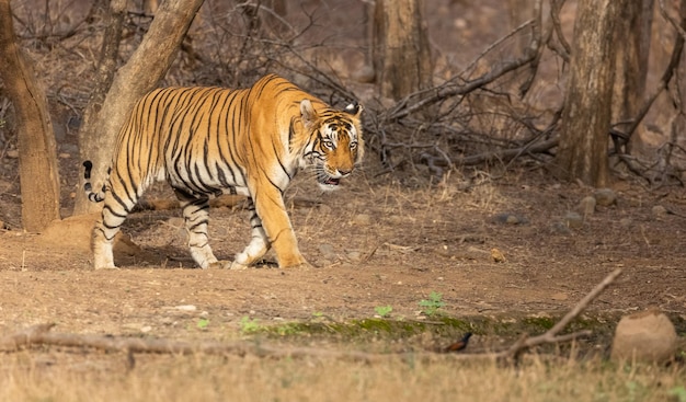 Tigre macho (Panthera tigris) caminando en el bosque de ranthambore.