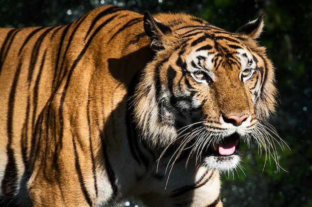 Foto el tigre merodea por comida en el bosque.
