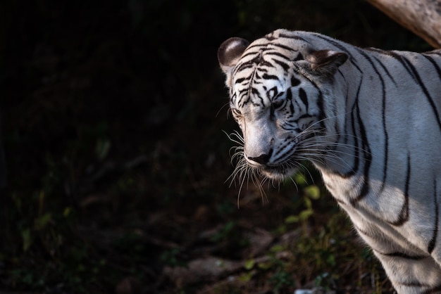 Tigre mostrando a vida em um zoológico aberto, animais selvagens ou vida selvagem vivendo na natureza em um parque zoológico