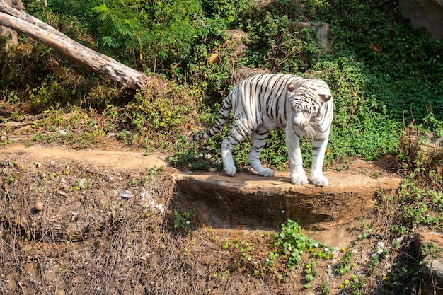 Tigre mostrando vida en zoológico abierto, animales salvajes o vida silvestre que vive en la naturaleza en un parque zoológico