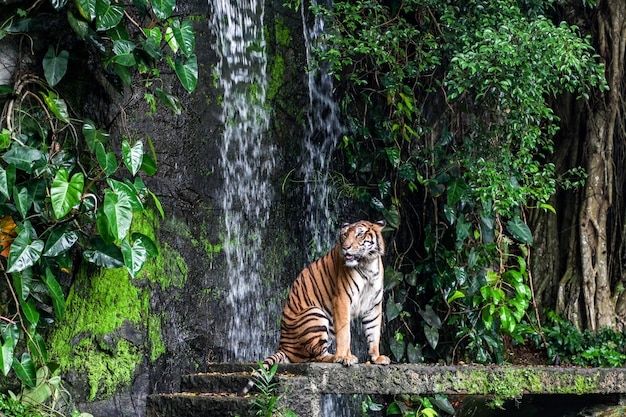 Tigre muestra lengua caminando delante de mini cascada