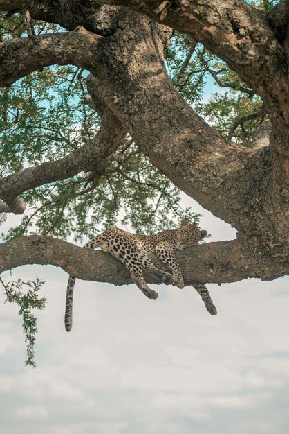 Foto tigre na árvore