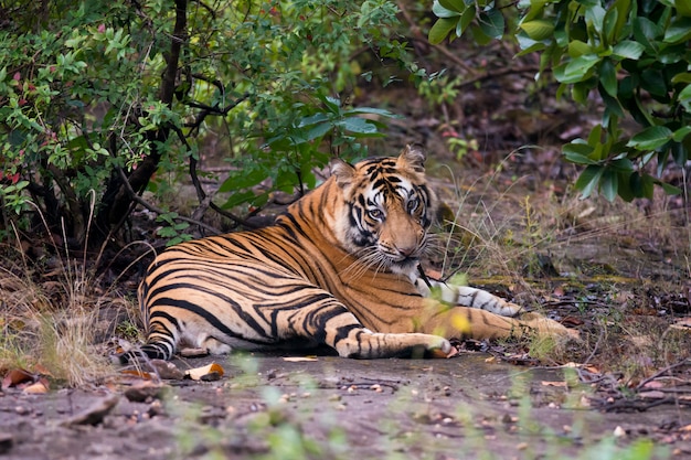 Tigre na floresta