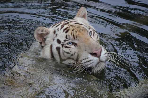 Foto tigre nadando en el lago