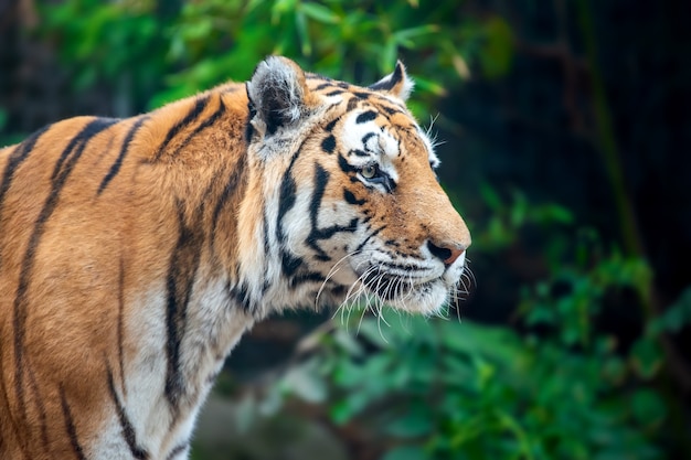 Tigre nas árvores. Animal selvagem no habitat natural