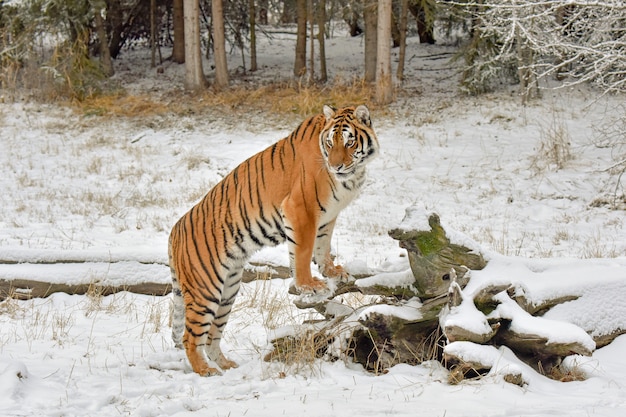 Tigre en la nieve con patas delanteras sobre un tronco caído en invierno