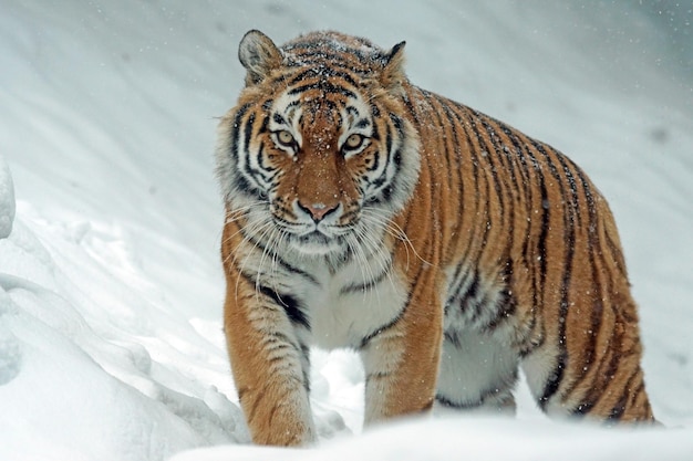 Foto un tigre en la nieve