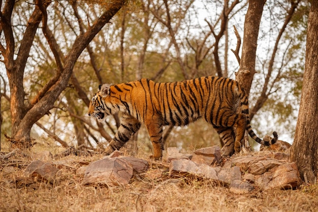 Tigre no habitat natural tigre macho andando cabeça na composição cena da vida selvagem com animal de perigo verão quente em rajasthan índia árvores secas com belo tigre indiano panthera tigris