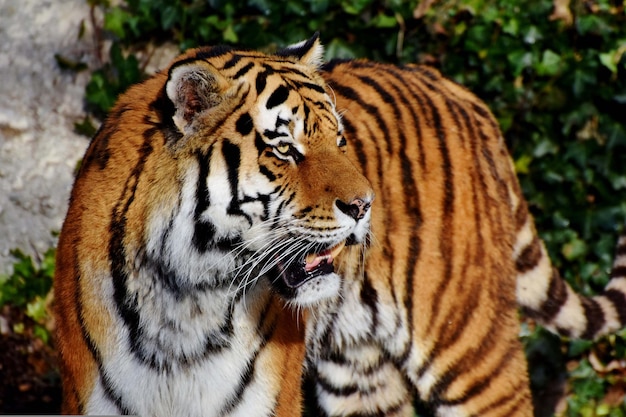 Foto tigre no tronco da árvore