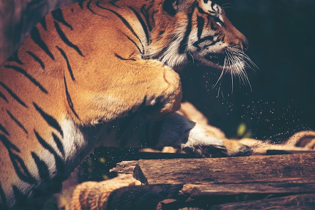 Tigre no zoológico, ação de tigre e show no zoológico