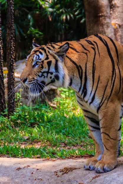 Tigre no zoológico