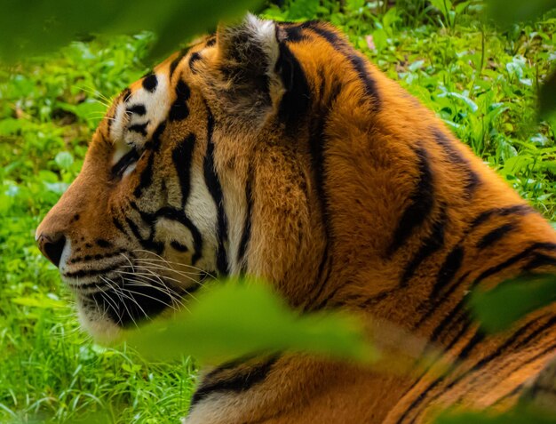 Foto tigre no zoológico