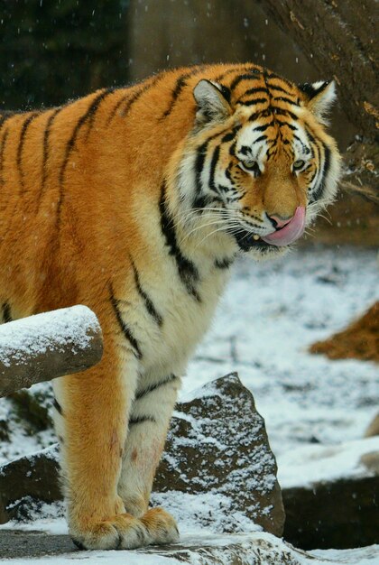 Foto tigre no zoológico