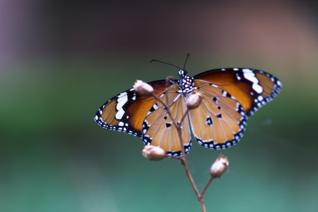 Tigre normal Danaus chrysippus butterfly alimentándose de la planta de flores en naturalezas fondo verde