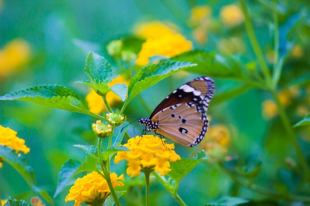 Tigre normal Danaus chrysippus butterfly bebiendo el néctar de las plantas de flores en su hábitat natural