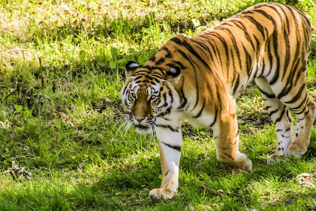 Foto tigre num campo