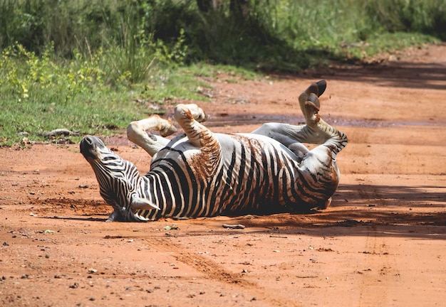 Foto tigre num campo