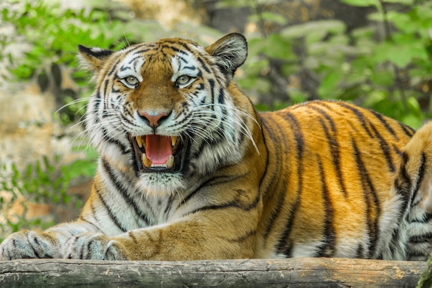 Foto tigre num zoológico