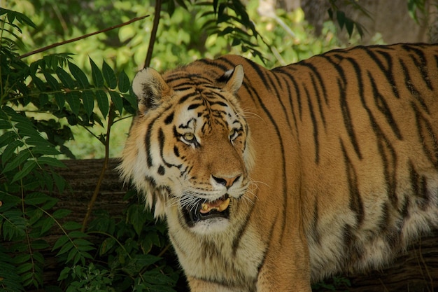 Foto tigre num zoológico