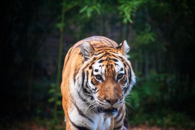 Tigre - Panthera tigris - close-up do retrato. Macho feroz siberiano ou tigre Amur (Panthera tigris altaica)