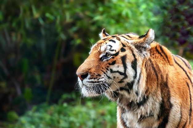 Foto tigre panthera tigris retrato de cerca hombre de aspecto feroz tigre siberiano o de amur panthera tigris altaica