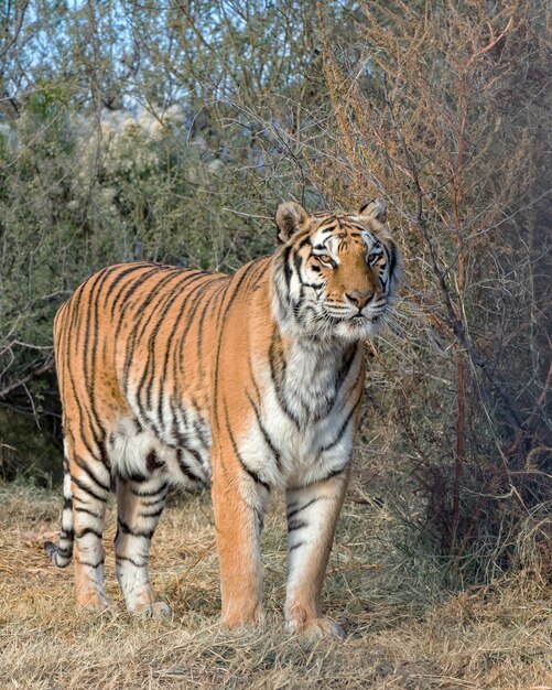 Tigre parado en el cepillo