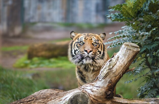 Un tigre en un parque natural.