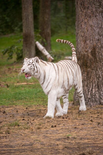 Foto tigre en un patio trasero