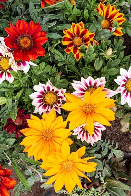 Tigre púrpura amarillo rayado y rojo gazania closeup gazania flores familia Asteraceae